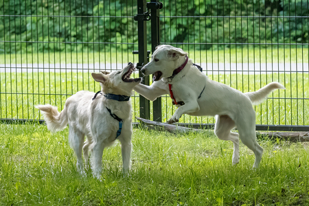 Boofer and Bean 