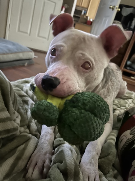 Julius