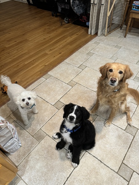 Brooklyn, Sunny & Riley