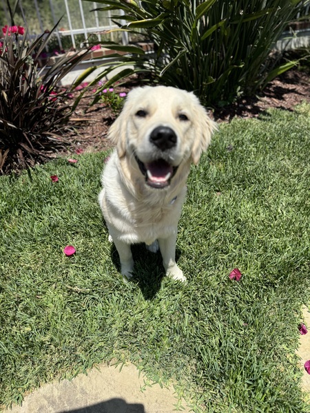 Nugget 