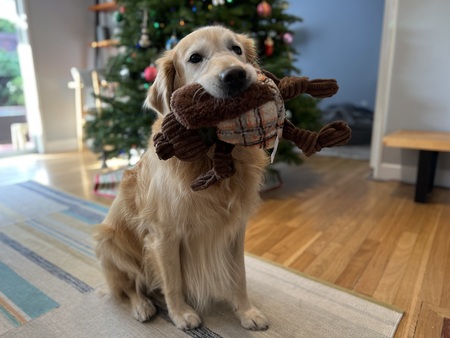Buddy