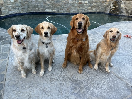Freckles, Zeren (foster), Cody, and Emily