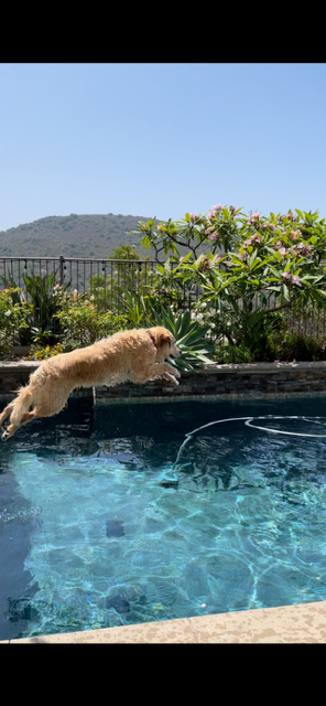 Yogi
