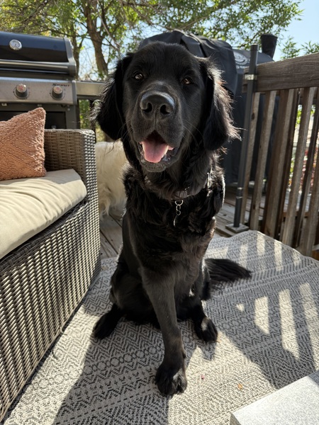 Finn 