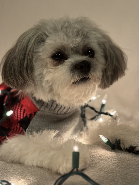 Teddy Bear