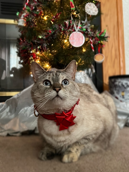 Porscha 