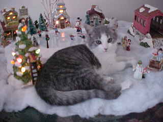 In Memory of Zippy