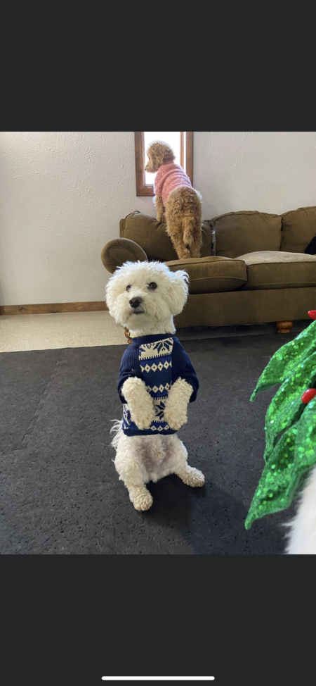 Benji