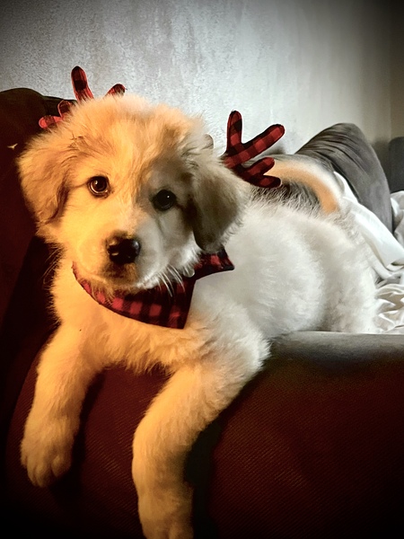 Roscoe