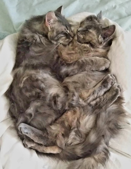 Chico & Ruby