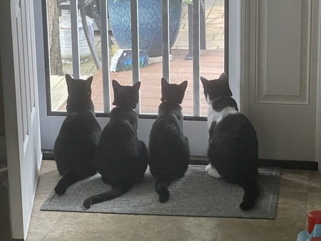 Freckles, Zelda,Lucy and Flower