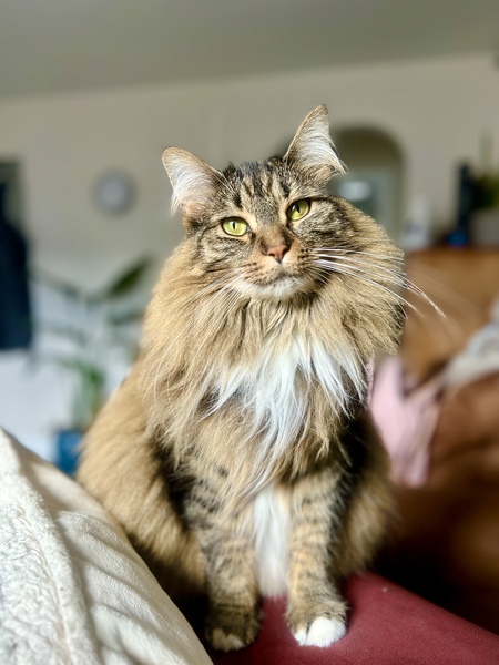 Ahsoka