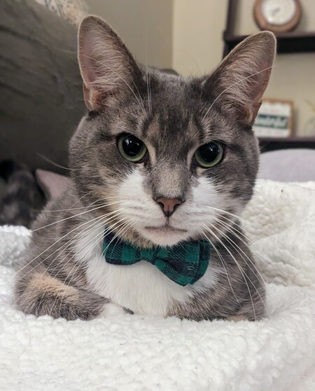 Rufus 