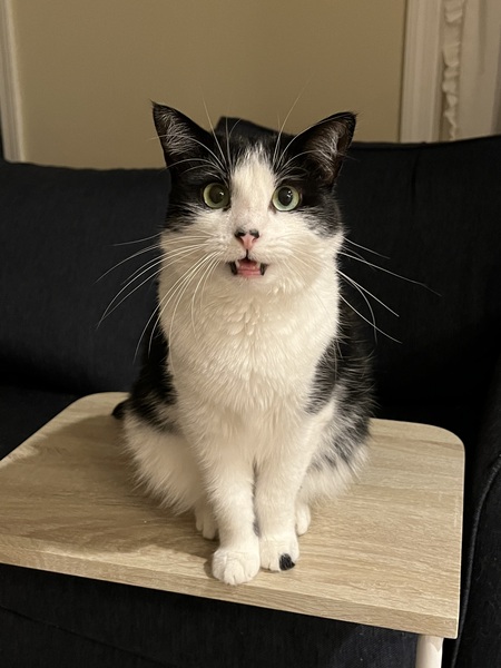 Piper