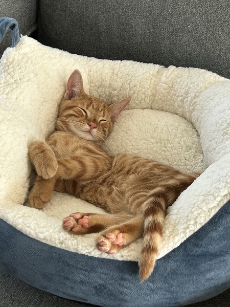 Cosmo