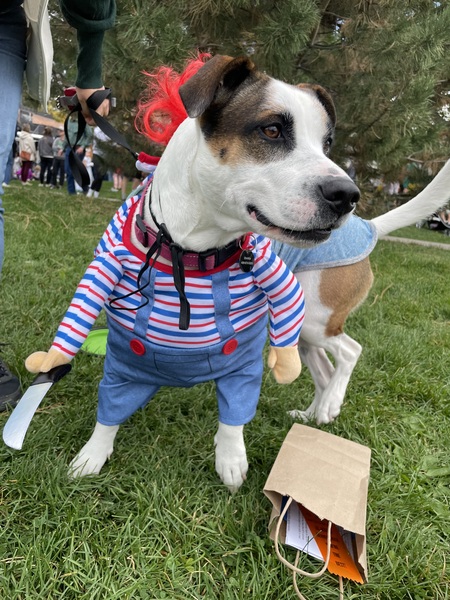 Luna, chucky