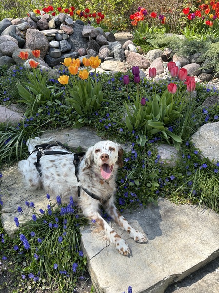 Piper