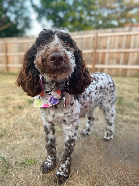 Daphne