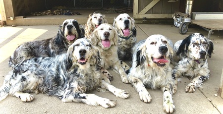 L to R - Millie, Tess, Claire, Casper, Hoss, Otis and Violet 