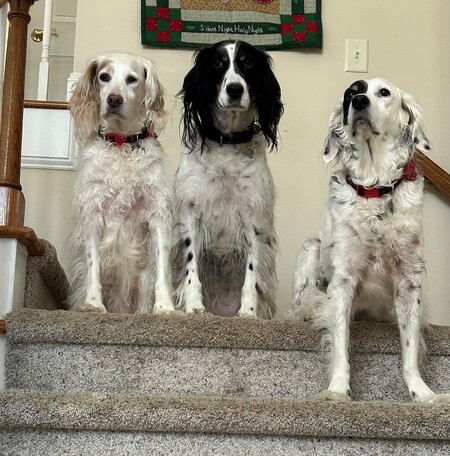 Kit, Remy and Boo