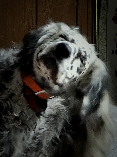 Clyde