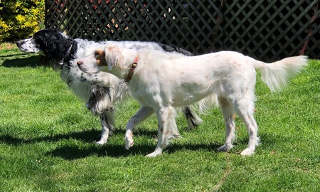 Bella in front Boki in back