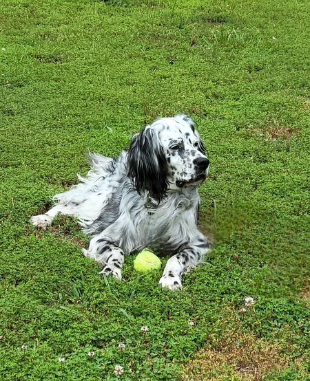 Meri