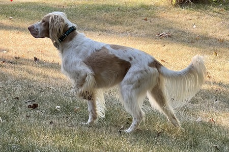 Finn