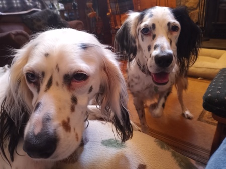 Lilly (left) Ember  (right)