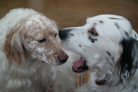 Lottie (R) and Rose (L)