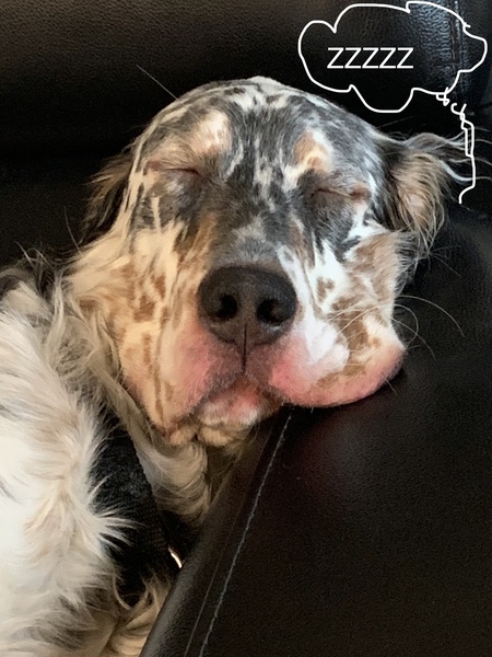 Archie