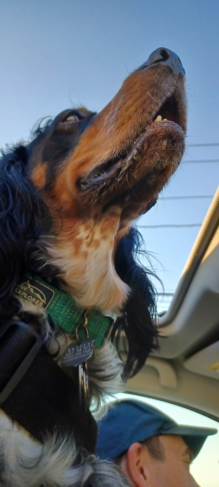 Vito