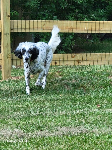 Bandit