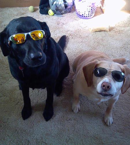 Marco And Buddy