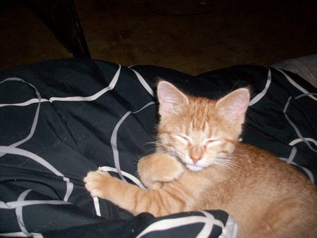 kitten butt