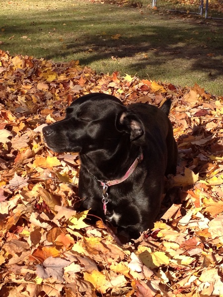 Shadow