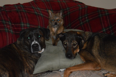 Buddy, Dozer, and Zoey