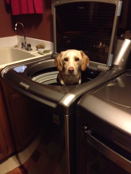 Maggie May