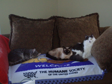 (from left to right)  Mr. Sugarfoot, Tiffany and Malcolm