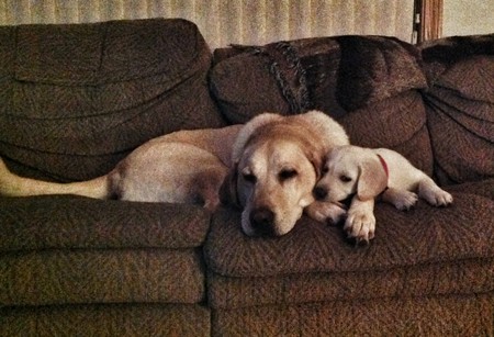 Buddy n Nilla