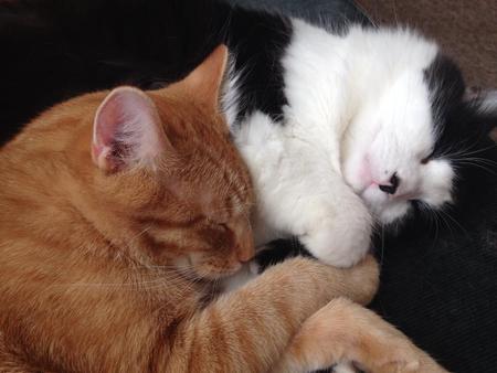 Chester & Dexter