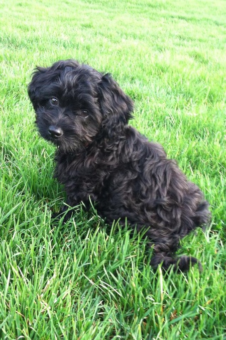 Roxy