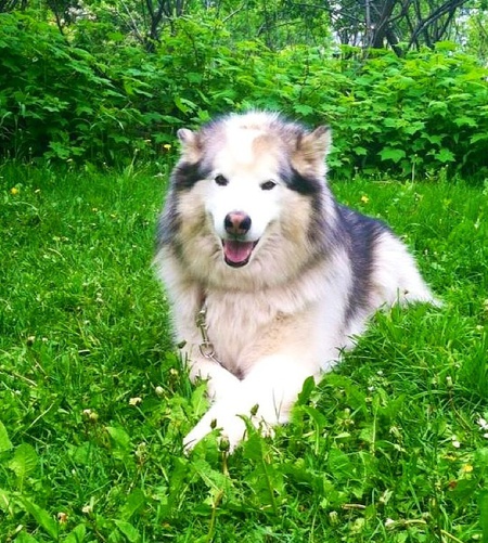 Diesel 