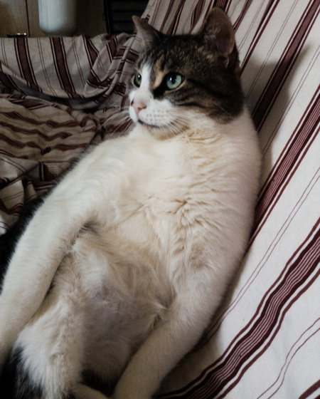 Jinxy