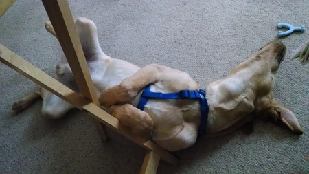 Buster