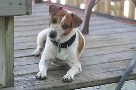 Penny