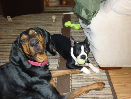 Buzzy & Duke