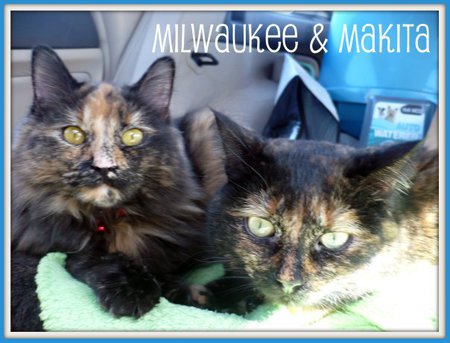 Milwaukee & Makita
