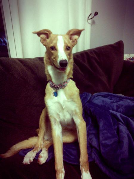 Nala