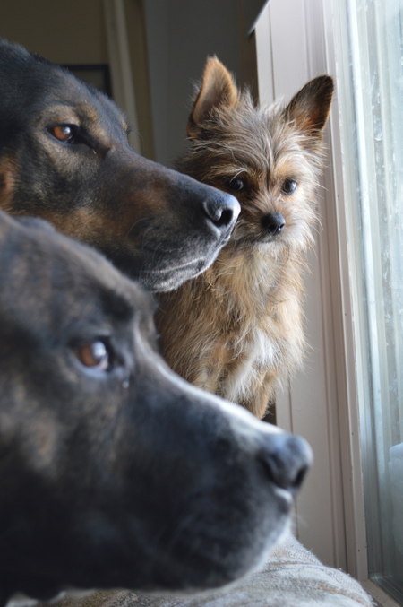 Dozer Zoey and Buddy